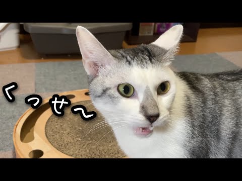 フレーメン反応を連発してしまう元野良猫の春馬が可愛い