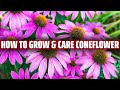 Coneflower – How to grow and care for it