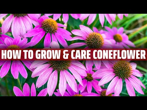 Vídeo: Coneflower Care - Conrear i plantar coneflower morat