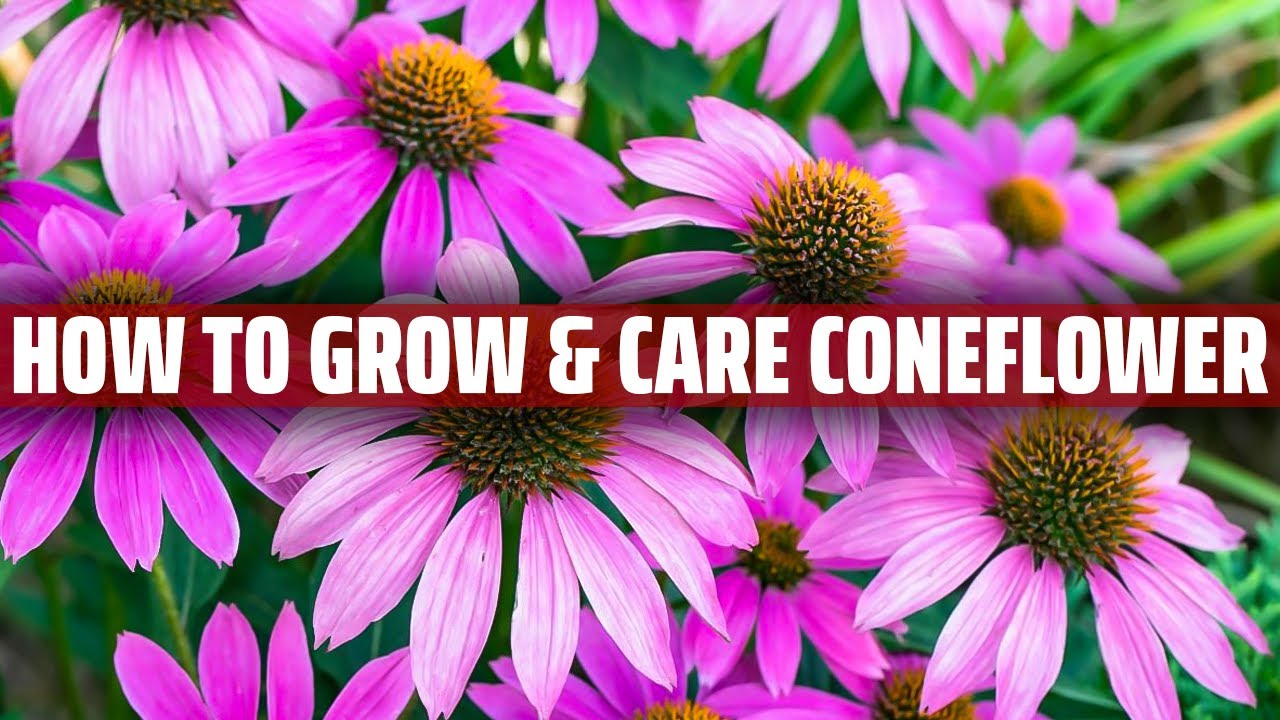 Coneflower How to grow and care for it YouTube