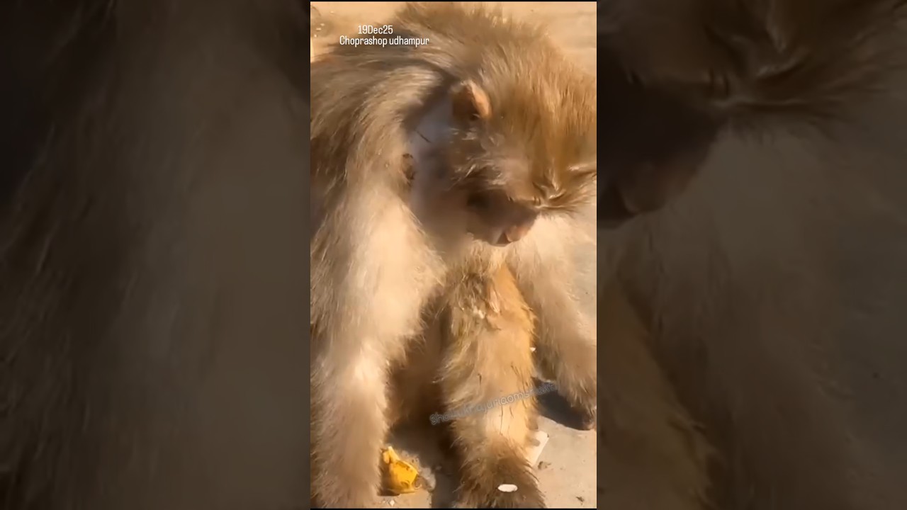 monkey rescue || monkeylife || 