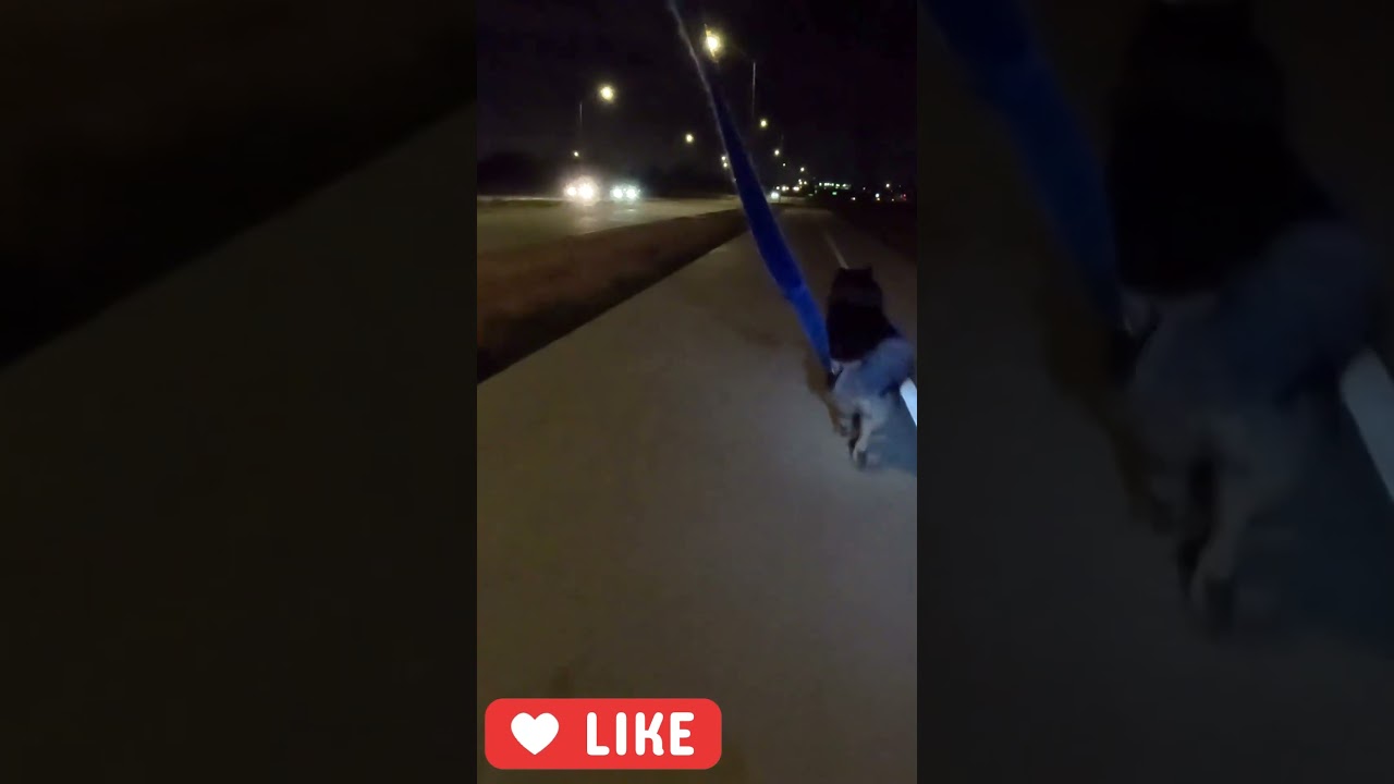 Late night cruising... Husky style!