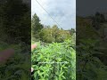 Видовой участок в Сочи в продаже ⛰️