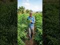 From Sunrise to Harvest: Celebrating Indian 🧑‍🌾 🧠