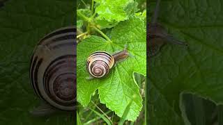3 Fakta Siput yang Jarang Diketahui #shorts #siput #faktaunik #hewanunik #faktamenarik#snail #viral