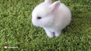 Cutest little bunny prison break.