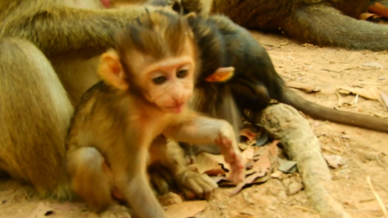 Handsome Boy Monkey Baron Will Be A King Monkey In One Day Of Ember Group, Baron And Brianna Monkey