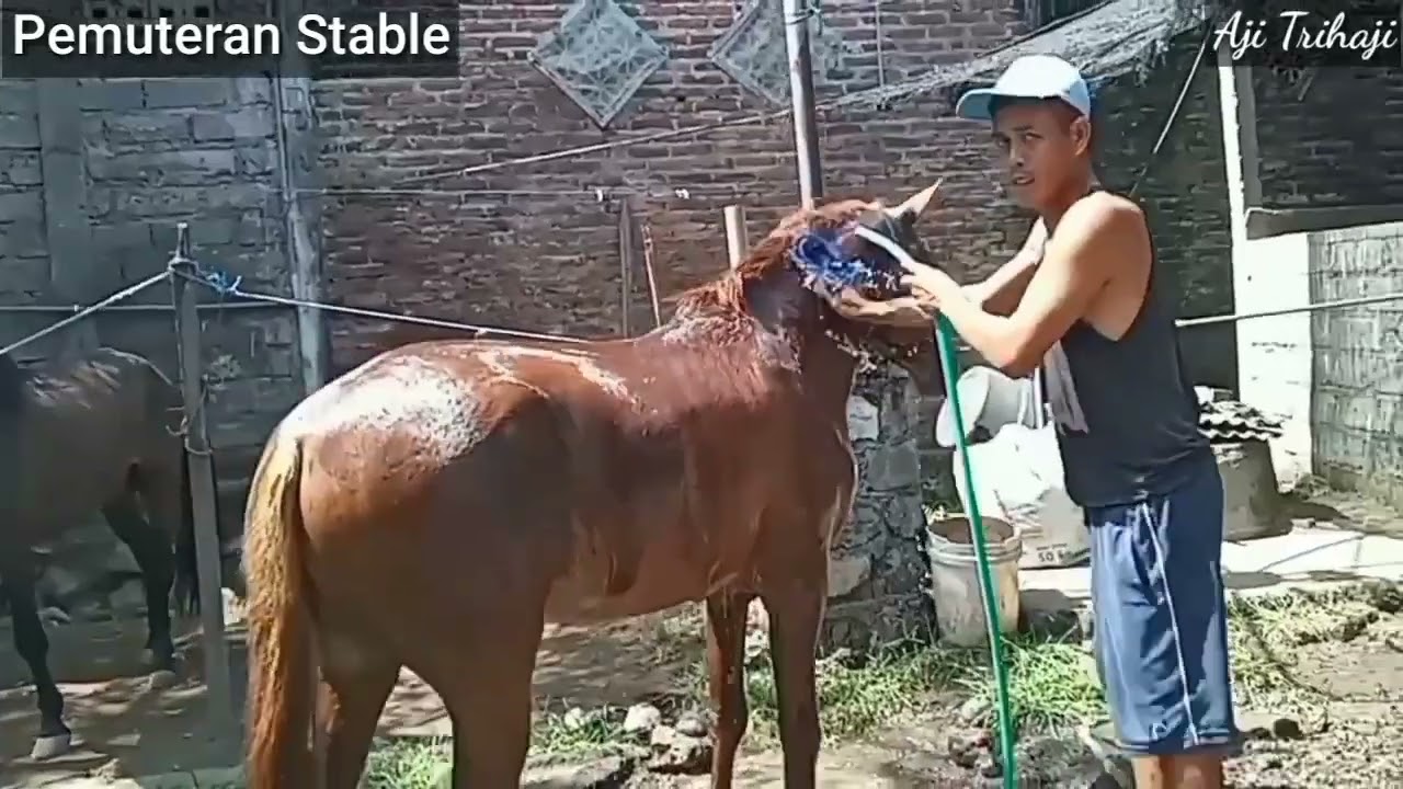#12. Memandikan kuda pulang dari kebun mangga.