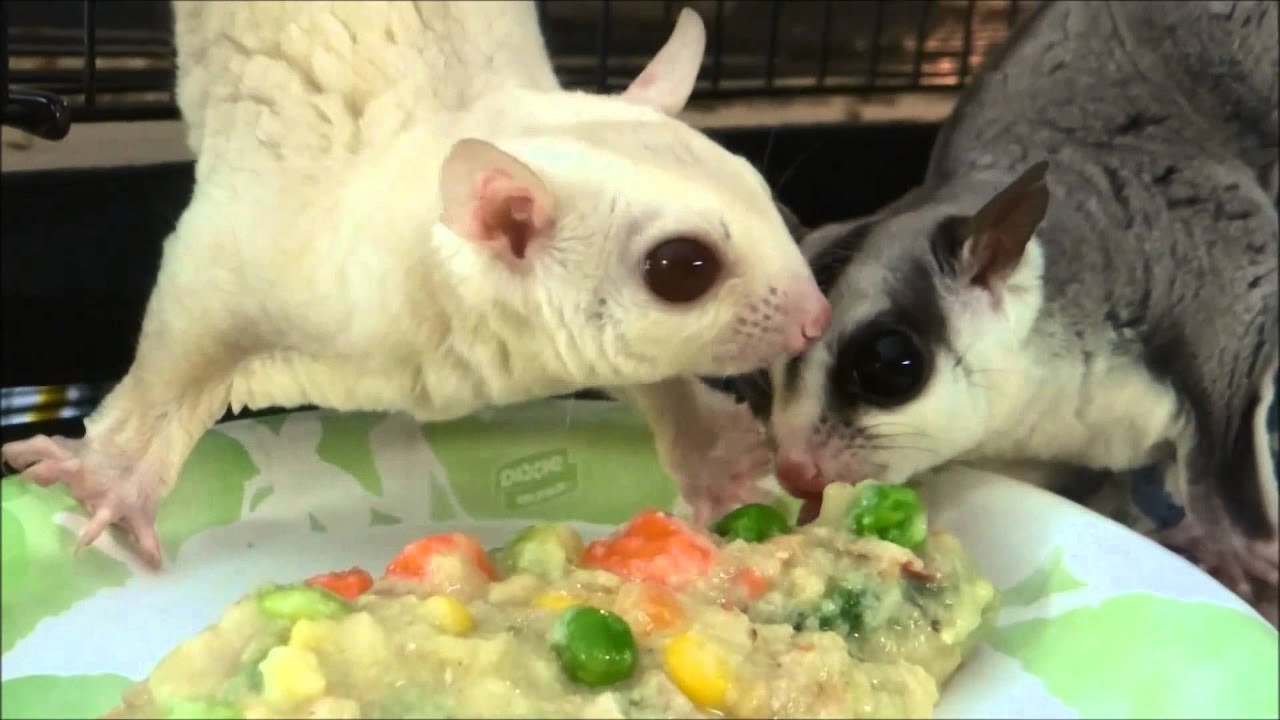 Feeding Sugar Gliders