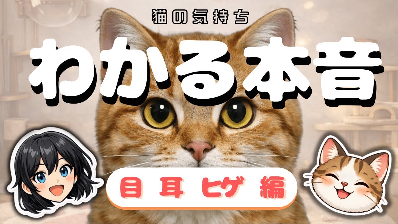 【猫の気持ち #1】目・ひげ・耳でわかる本音サイン