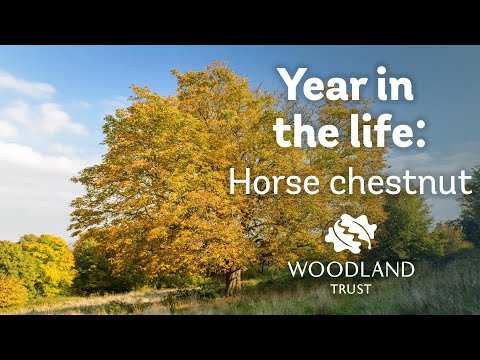 Video: Common Horse Chestnut