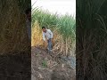 طائر الوادي بيروي الأرض والقصب مزاوله احلي مزاوله