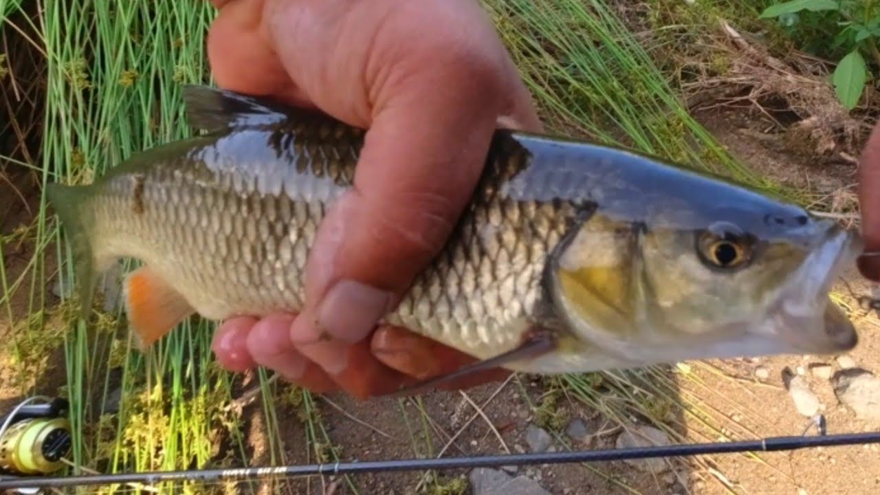 ПАНЧАРЕВО ОТ ДНЕС #42