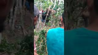 Vaqueiro Buji E Vaqueiro Cueca Os Morão De Sergipe