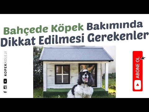 Bahçede Köpek Bakımında Dikkat Edilmesi Gerekenler