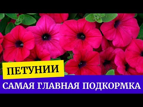 Видео: Яагаад зун Петунья тагтан дээр цэцэглэдэггүй вэ?