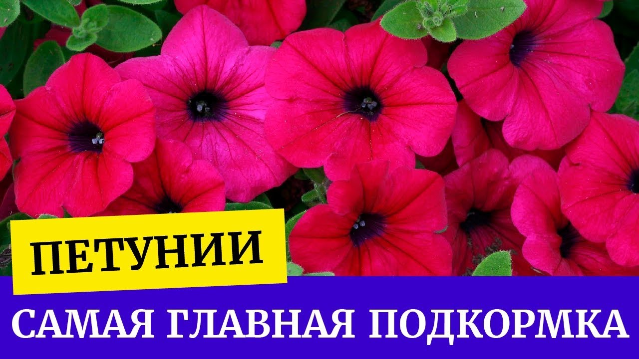🌸Петуния. Самая главная подкормка. Защита петуний от болезней. Хлороз ...