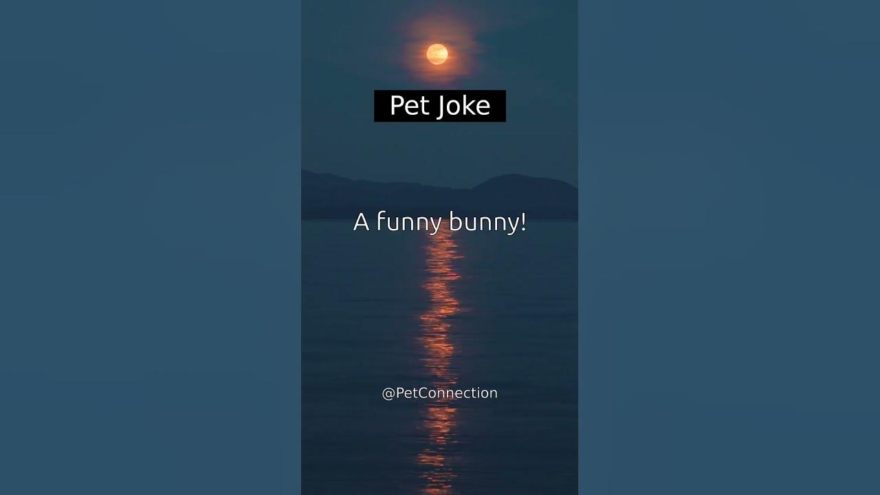 What do you call a rabbit that tells jokes? pets jokes shorts YouTube