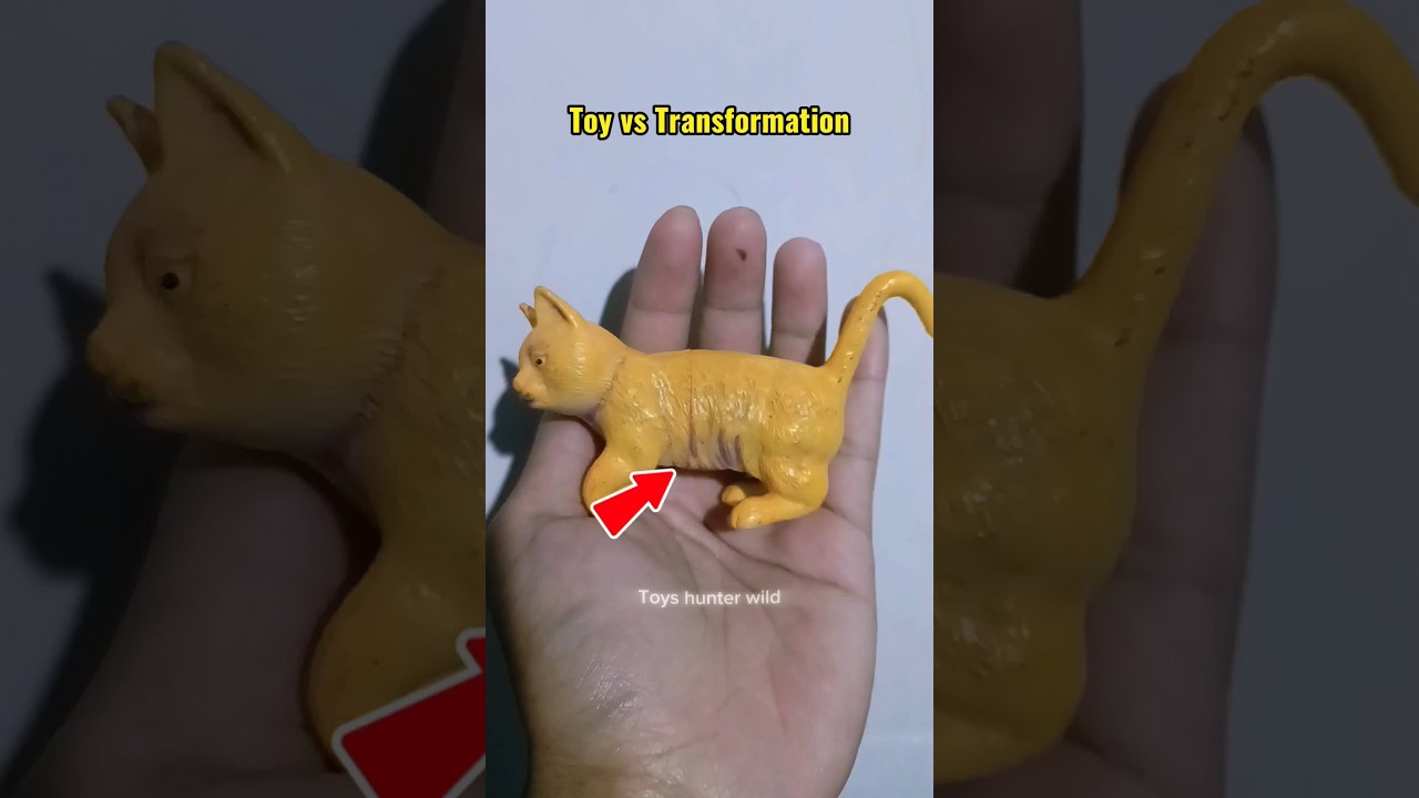 The World’s Largest Orange Cat Transformation 