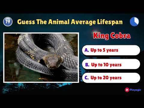 How Long Do Animals Really Live? | Shocking Animal Lifespans Explained!