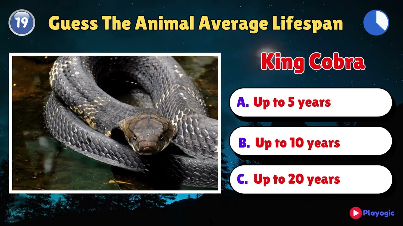 How Long Do Animals Really Live? | Shocking Animal Lifespans Explained!