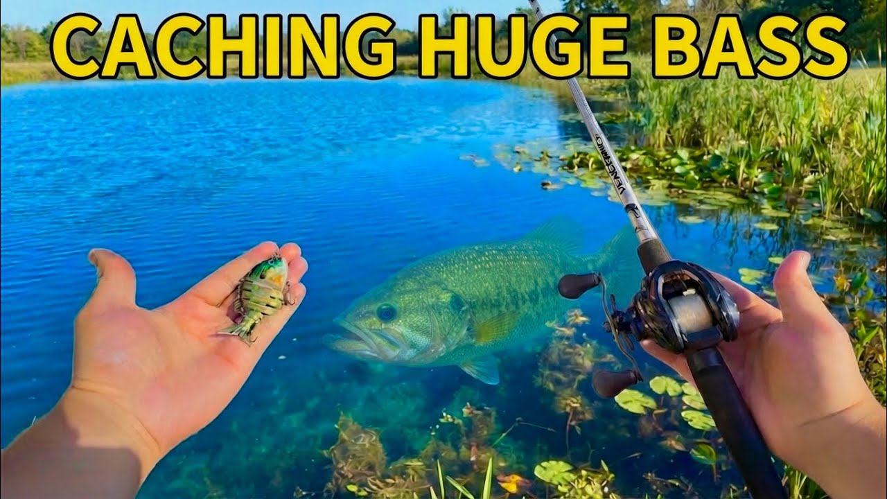 How to CATCH BIG BASS in PRESSURED PONDS!!! (CHEAT CODE)￼￼