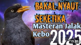 SUARA JALAK KEBO GACOR | VIRAL‼️ Masteran l Legend Jalak Kebo Super Cerewet.putarlah setiap hari!