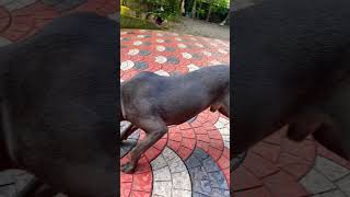 Rolex Apbt Ch Dodos Son Whelp Import