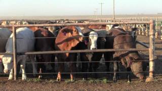 Video Postcard: Cattle Call - Amarillo, Texas