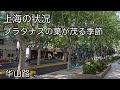 上海のプラタナスの通り 华山路 2026年5月撮影