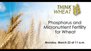 Think Wheat - Phosphorus and Micronutrient Fertility for Wheat with Jeff Schoenau