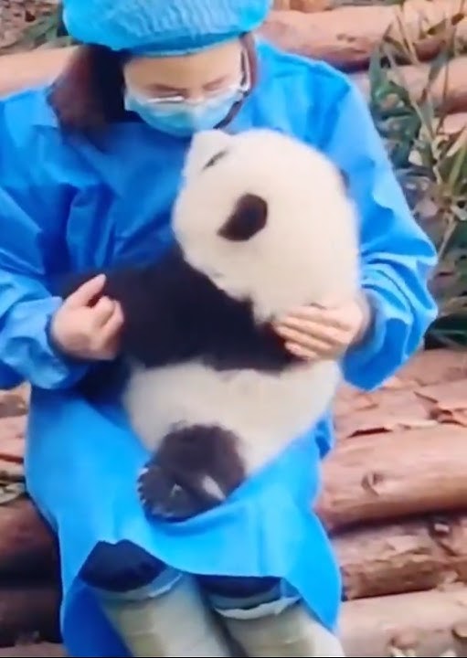 ✨🐼Little Princess Panda He Hua🐼✨ #panda #babypanda