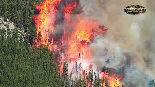 Deforestation and Disease: How can we fix it? Net Worth