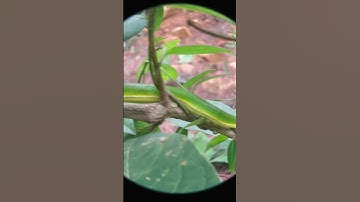 Phát hiện rắn cực độc bò trên cành cây #shorts1 #thothuitv