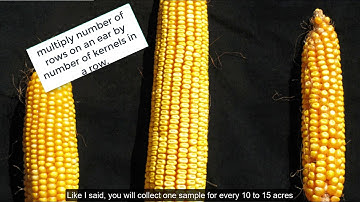 Video 10  Estimating corn yields by the kernel count method