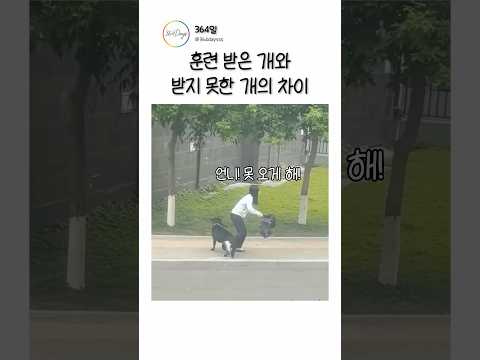 훈련 받은 개와 받제 못한 개의 차이 thumbnail