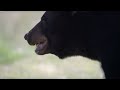 Wolf Protects Pups From a Bear | BBC Earth