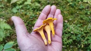 картинка: Их НЕТ, но они ЕСТЬ! 