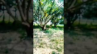 #moj masti song ❤️🥀 and injoy time video 🥀🌹🥰 please my YouTube channel sascrbie me
