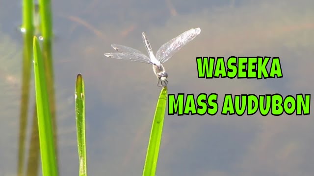 Waseeka ~ Mass Audubon ~ Wildflowers are starting to bloom!  A Very hot day in Massachusetts