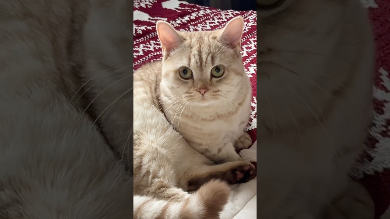 Путь Майло или иначе 