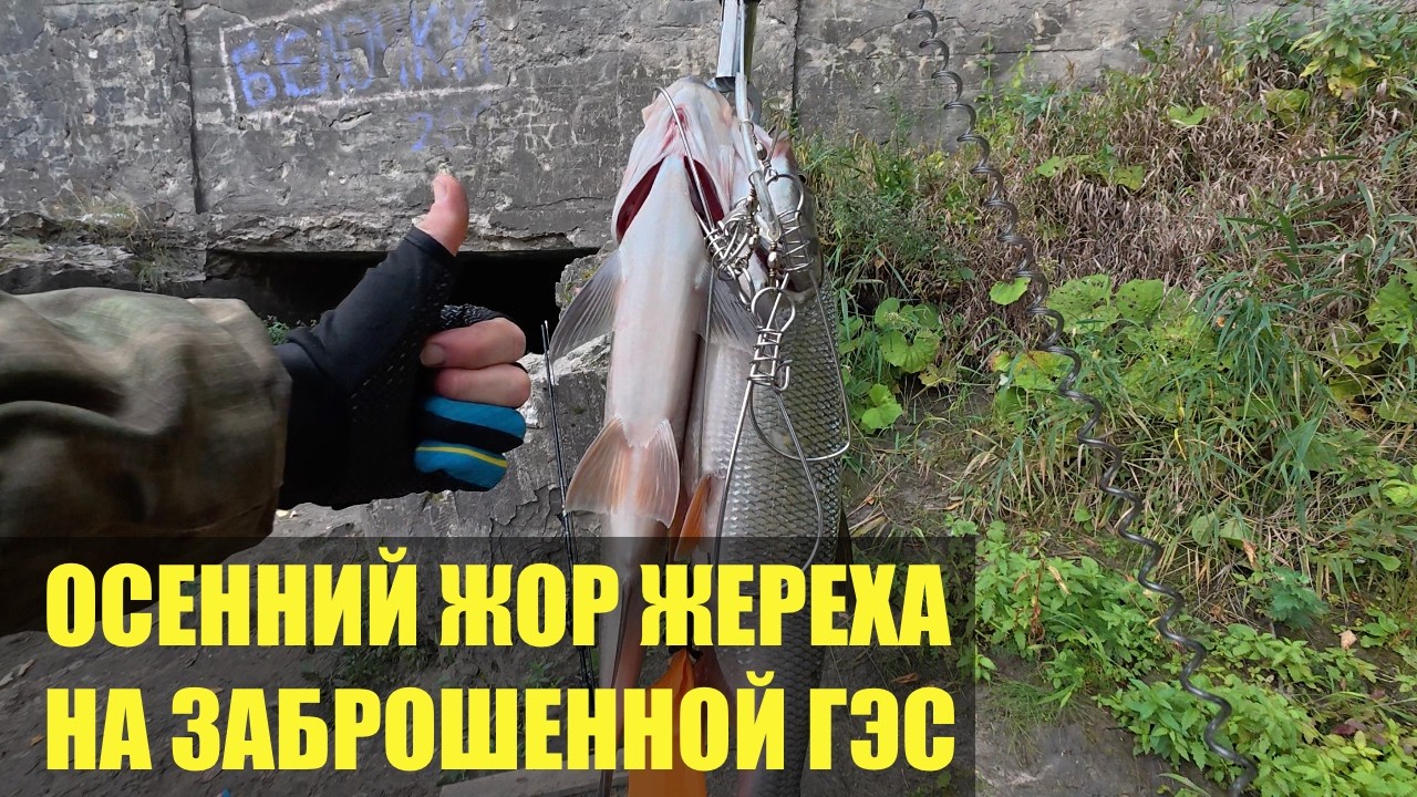 Два за десять минут! Осенний жор жереха на заброшенной ГЭС.