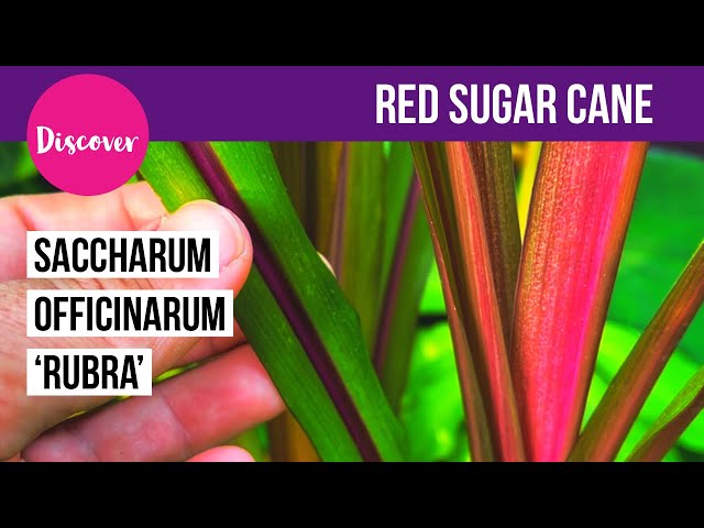 Red Sugar Cane (Saccharum officinarum 'Rubra') - Tropical style