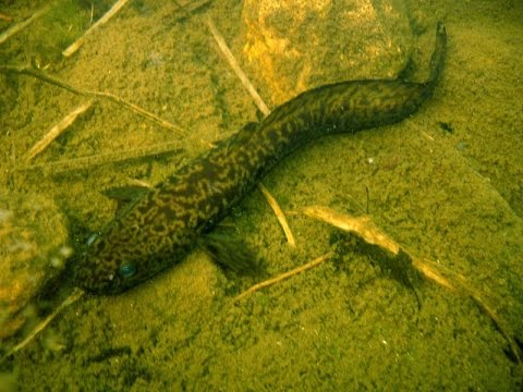 старооскольское водохранилище рыбалка летом