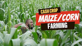 Maize Farming for Profit Silage Prices Buyers Selling Guide