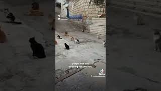 😸 Cat Khutbah | Syrian Man Prepares Cats For Ramadan #Ramadan