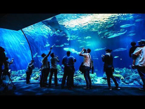 Shedd aquarium