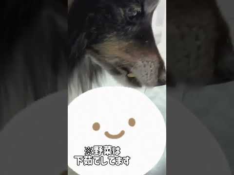 【犬ASMRクイズ 第5弾】ポリポリ音が癖になる！チャロが食べてるこれ、なーんだ？