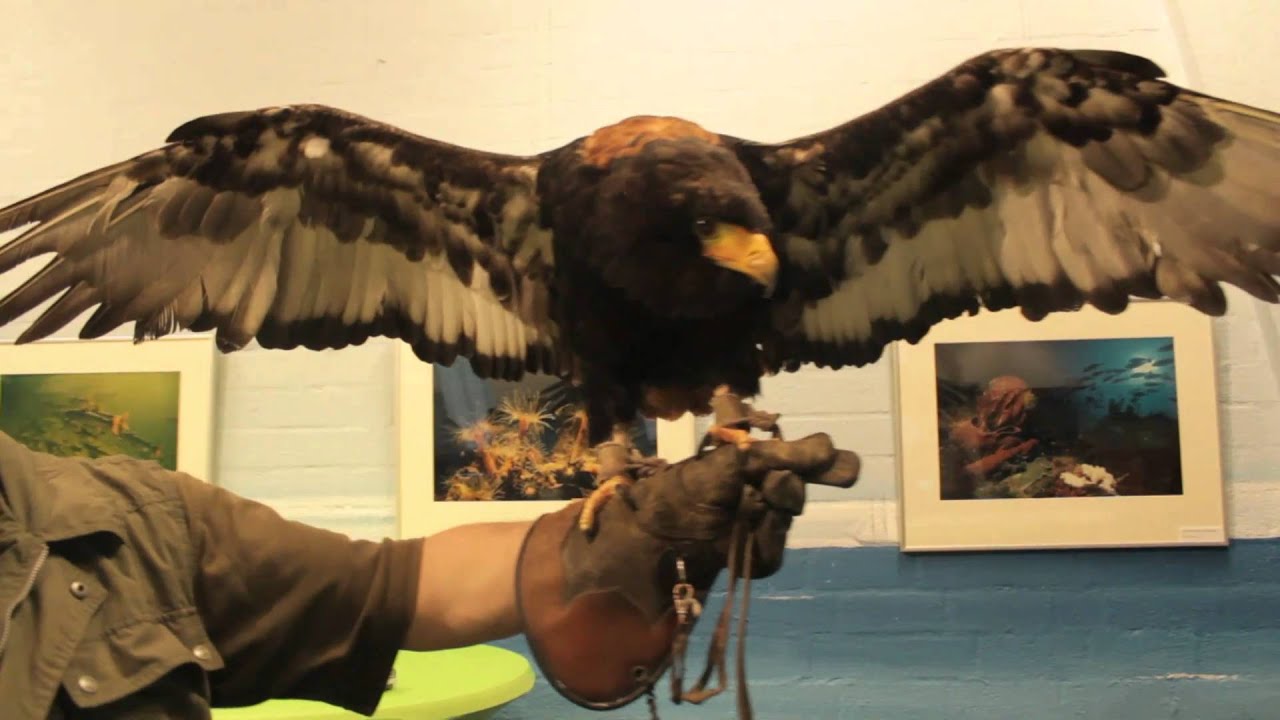 Ecodrome Zwolle roofvogels show Valkerij Rijssen