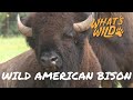 Meet a symbol of american resilience  bison  whats wild